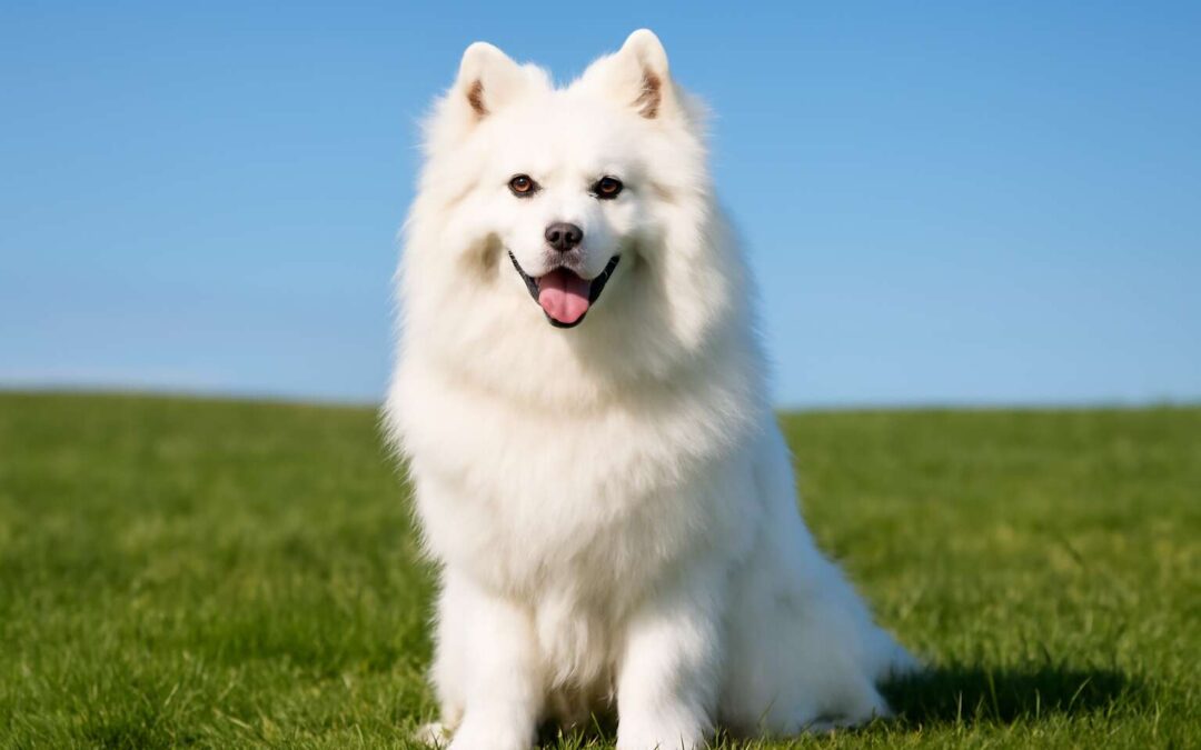 All About the Samoyed Dog: A Friendly, Fluffy Companion with a Loving Nature