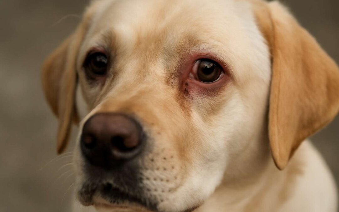 Signs, Causes, and Treatments for Dog Eye Infection: What Every Pet Owner Should Know