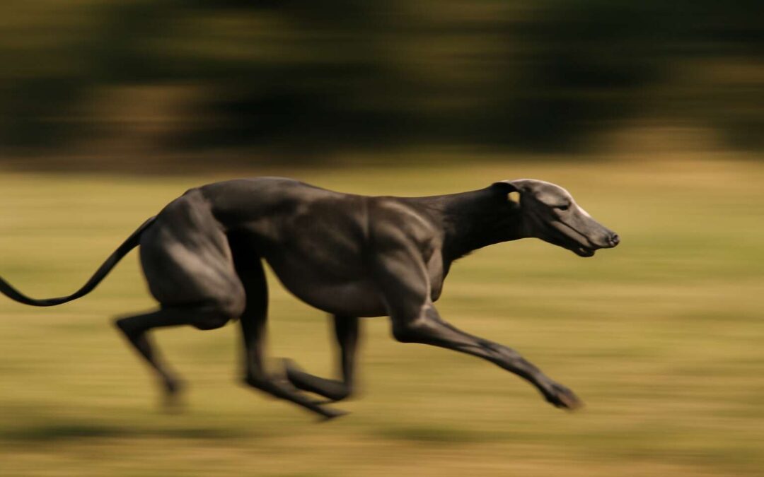 Meet the Fastest Dog in the World: Speedster with Unmatched Agility and Power