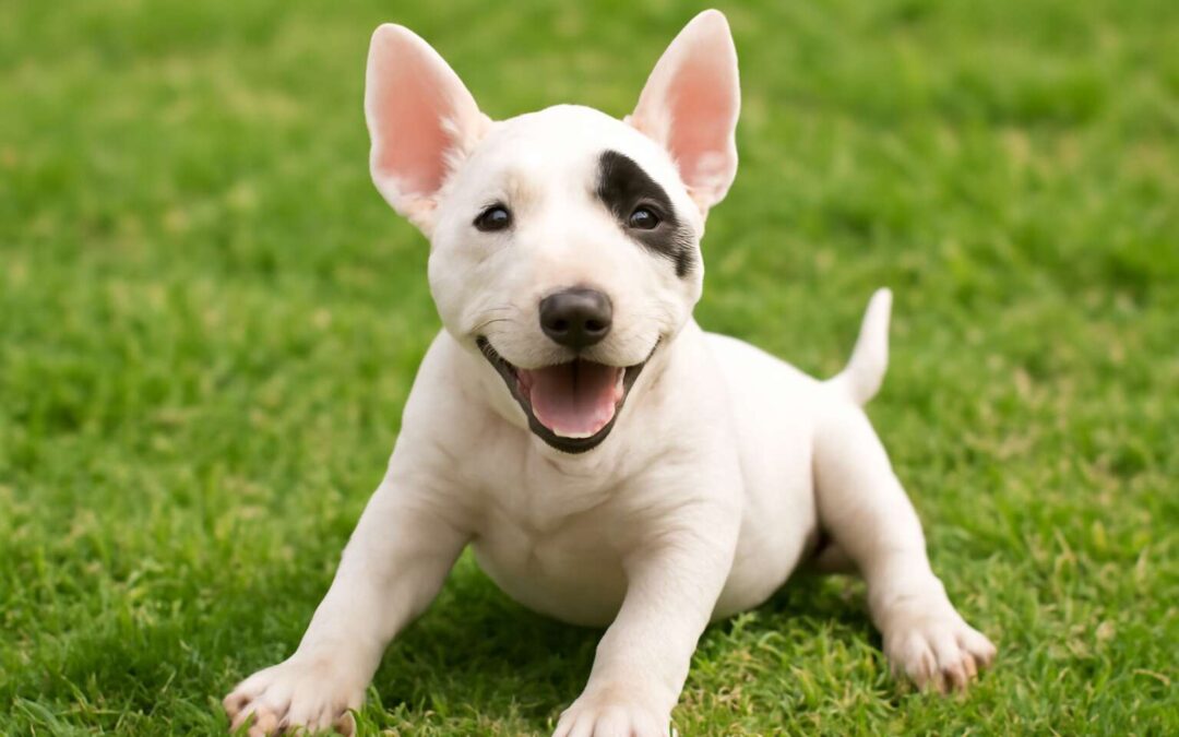 Discover the Unique Charm of the Bull Terrier Dog Breed: A Playful and Loyal Companion
