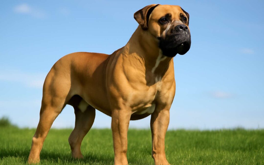 Discover the Latest Insights on Boerboel Dog Price and What Affects It Today