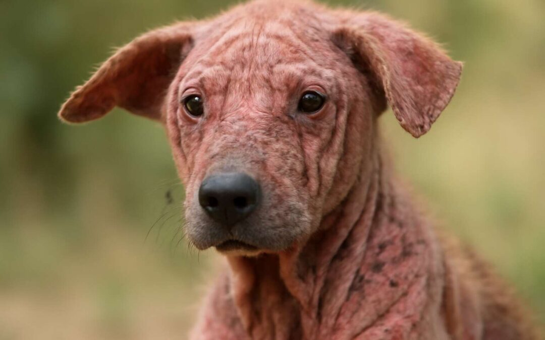 Effective Ways to Treat and Prevent Dog Mange for a Happy, Healthy Pet