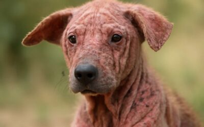 Effective Ways to Treat and Prevent Dog Mange for a Happy, Healthy Pet