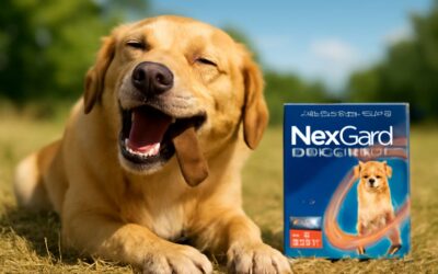 Why nexgard spectra dog is a game changer for pet health
