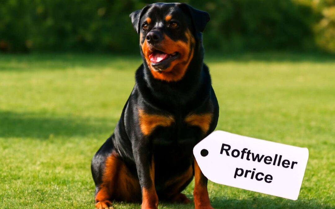 Discover rottweiler dog price factors, breed variants, and budget tips