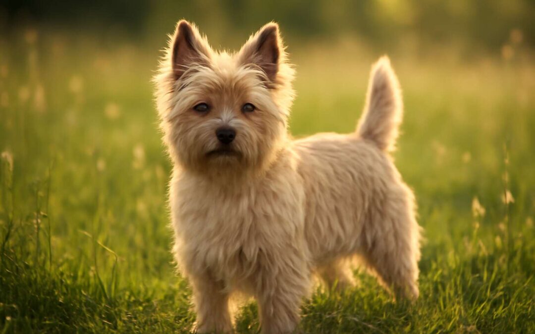 Meet the cairn dog: a fearless, fluffy bundle of adventures.